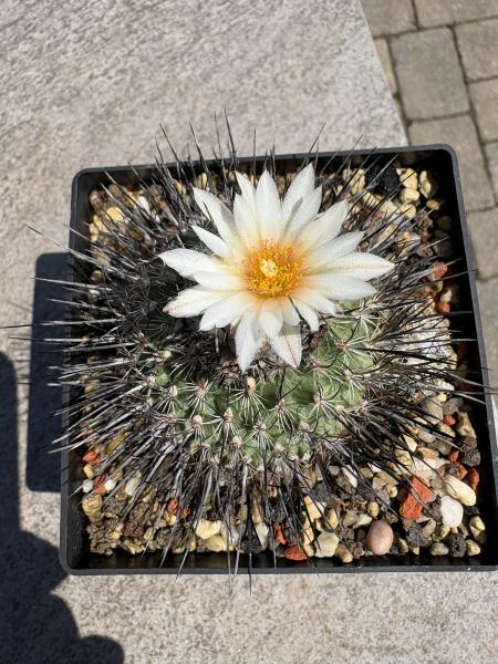 Gymnocactus viereckii v.major